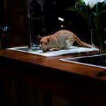 Batlle branding digital design Barcelona